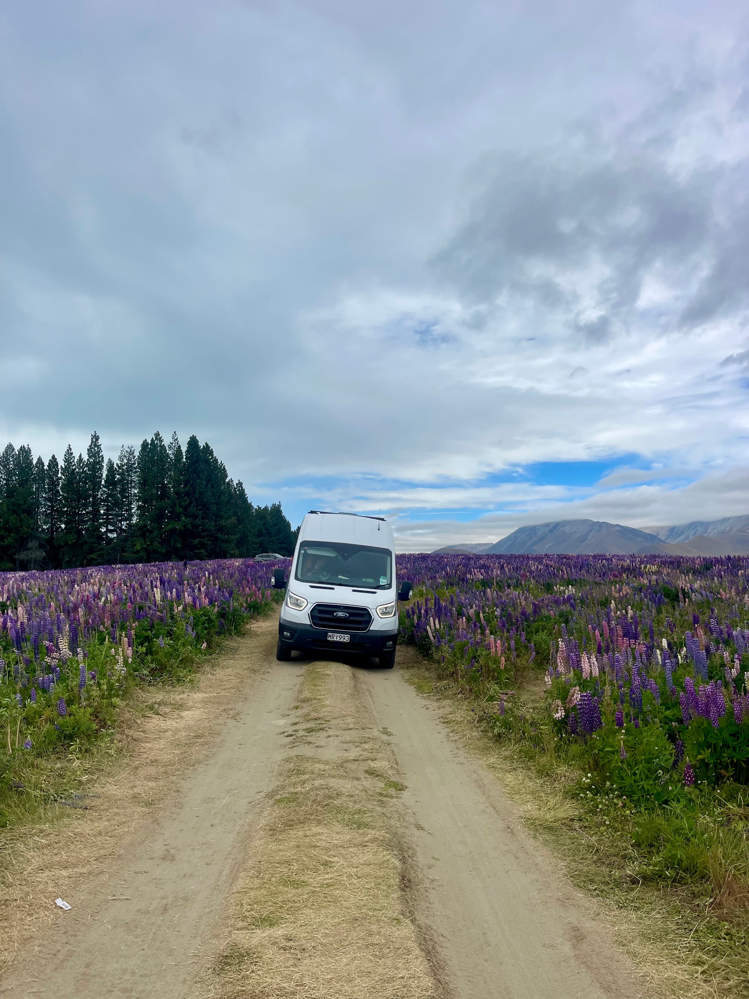 Mary, the campervan, parked on a dirt track through a field of purple lupins, mountains in the distance